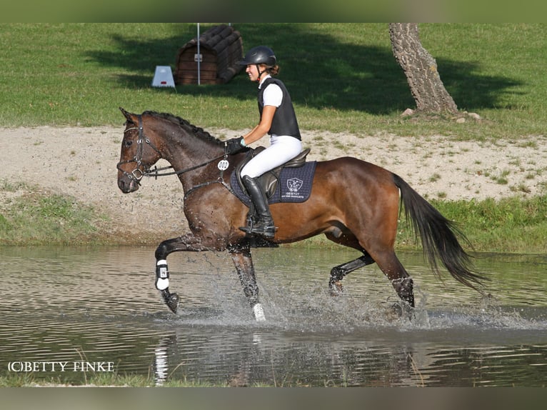 Anglo-Arab Gelding 6 years 16,3 hh Bay-Dark in Niederb&#xF6;sa