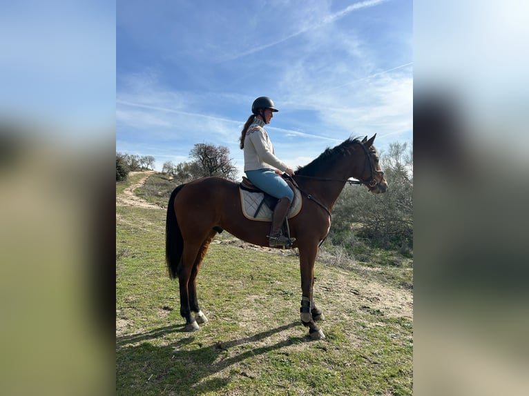 Anglo-Arab Gelding 6 years 16 hh Bay in Madrid