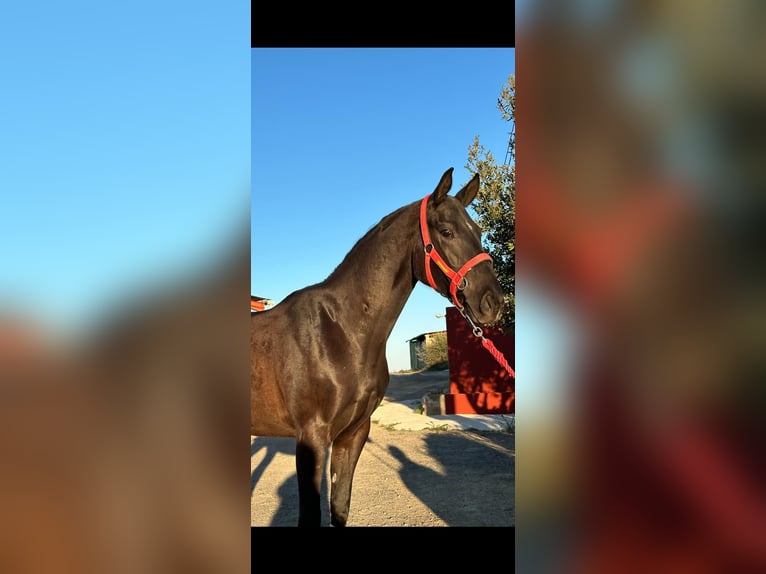 Anglo-Arab Mix Gelding 6 years 16 hh Black in Fitero