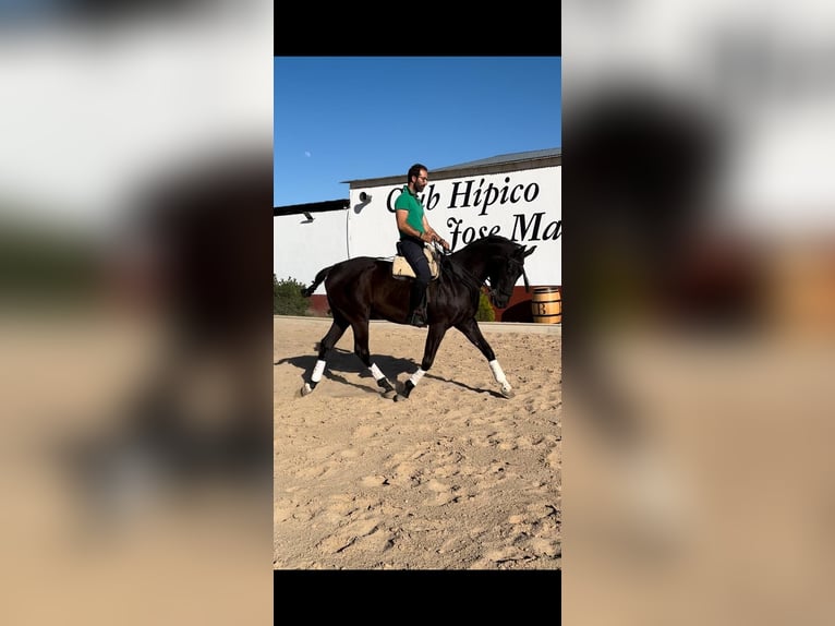 Anglo-Arab Mix Gelding 6 years 16 hh Black in Fitero