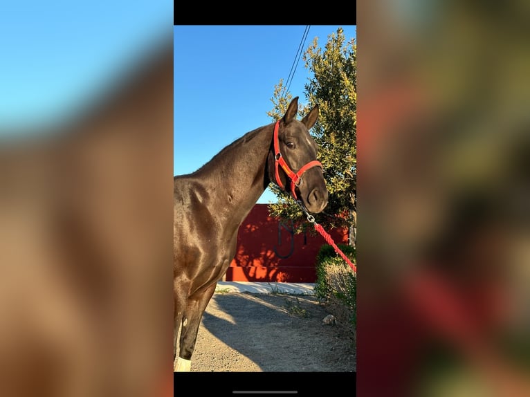 Anglo-Arab Mix Gelding 6 years 16 hh Black in Fitero