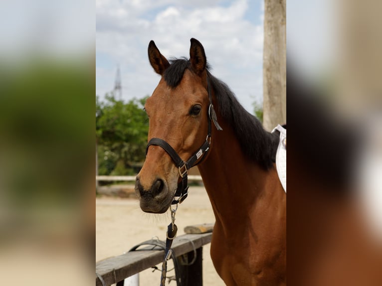 Anglo-Arab Gelding 6 years 16 hh Brown in Barcelone Anglo-Arab Gelding 6 years 16 hh Brown in Barcelone