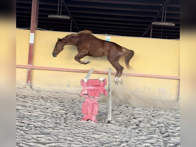 Anglo-Arab Gelding 6 years 16 hh Chestnut-Red in Castellon De La Plana/Castello De La Pla