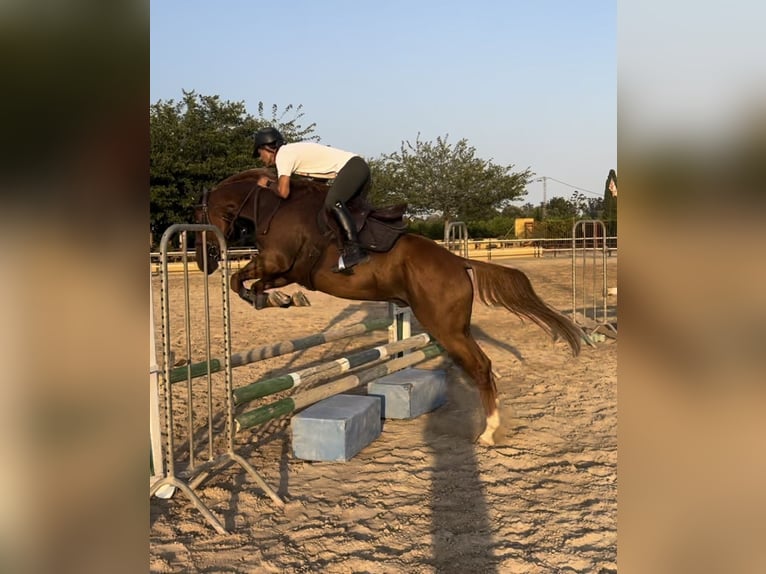 Anglo-Arab Gelding 6 years 16 hh Chestnut-Red in Castellon De La Plana/Castello De La Pla