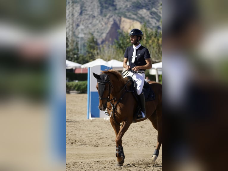 Anglo-Arab Gelding 6 years 16 hh Chestnut-Red in Castellon De La Plana/Castello De La Pla