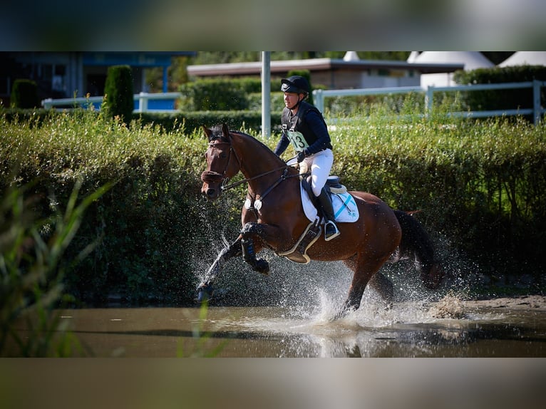 Anglo-Arab Gelding 6 years 16,1 hh Bay-Dark in Hochdorf