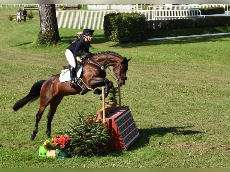 Anglo-Arab Gelding 6 years 16,1 hh Bay-Dark in Hochdorf