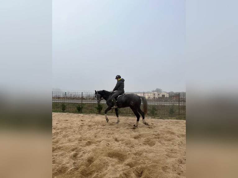 Anglo-Arab Mix Gelding 6 years 17 hh Gray in La Flecha