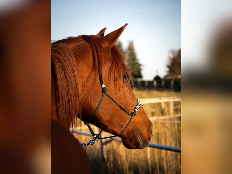 Anglo-Arab Gelding 7 years 14,2 hh Chestnut-Red in Bergfelde