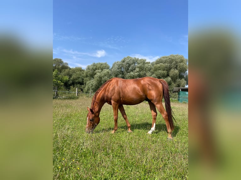 Anglo-Arab Gelding 7 years 14,2 hh Chestnut-Red in Bergfelde