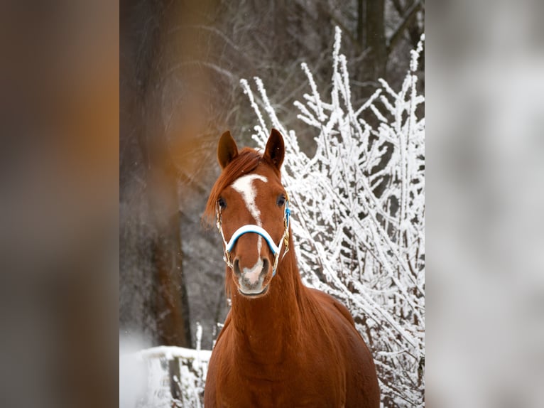 Anglo-Arab Gelding 7 years 14,2 hh Chestnut-Red in Bergfelde