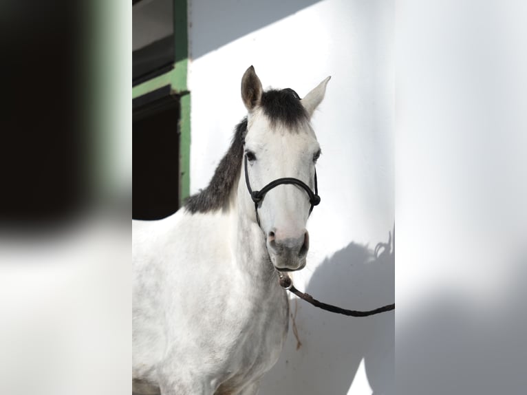 Anglo-Arab Gelding 7 years 14,3 hh Gray in Vitoria-Gasteiz