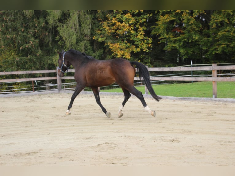 Anglo-Arab Gelding 7 years 15,2 hh Bay-Dark in Eck