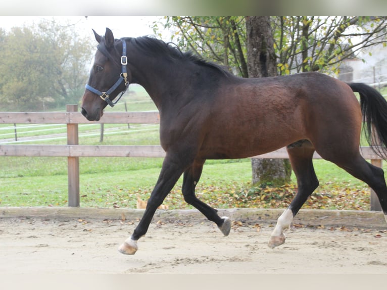 Anglo-Arab Gelding 7 years 15,2 hh Bay-Dark in Eck