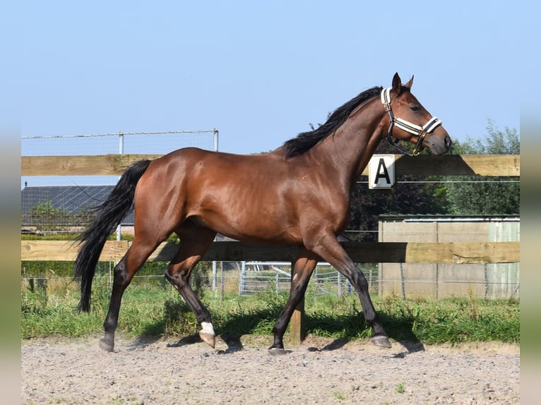 Anglo-Arab Gelding 7 years 15,2 hh Brown in Achtmaal