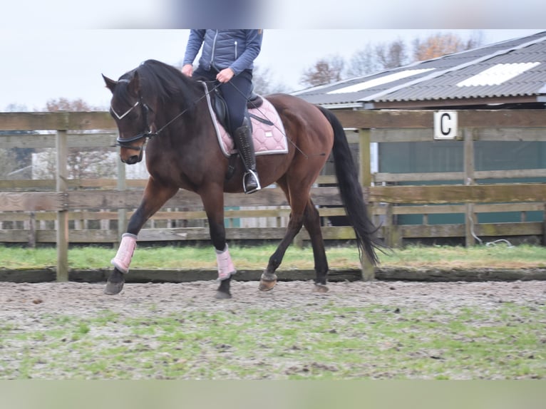 Anglo-Arab Gelding 7 years 15,2 hh Brown in Achtmaal