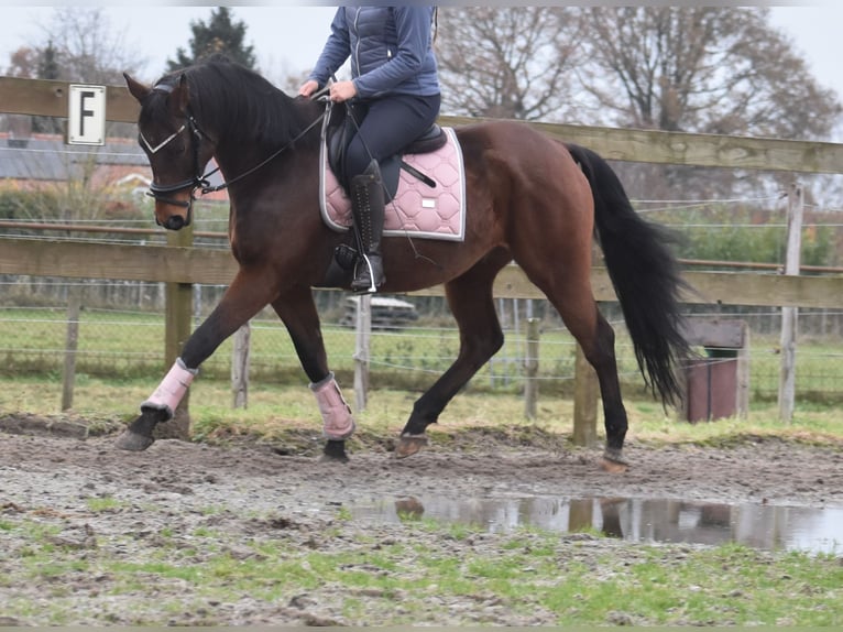 Anglo-Arab Gelding 7 years 15,2 hh Brown in Achtmaal