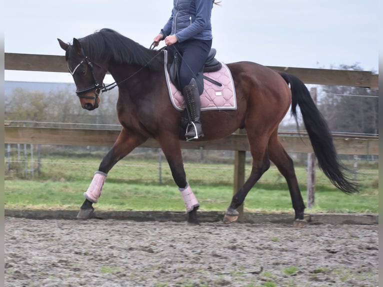 Anglo-Arab Gelding 7 years 15,2 hh Brown in Achtmaal