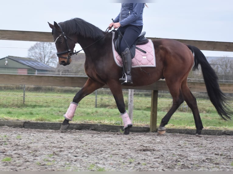 Anglo-Arab Gelding 7 years 15,2 hh Brown in Achtmaal