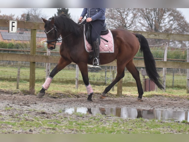 Anglo-Arab Gelding 7 years 15,2 hh Brown in Achtmaal