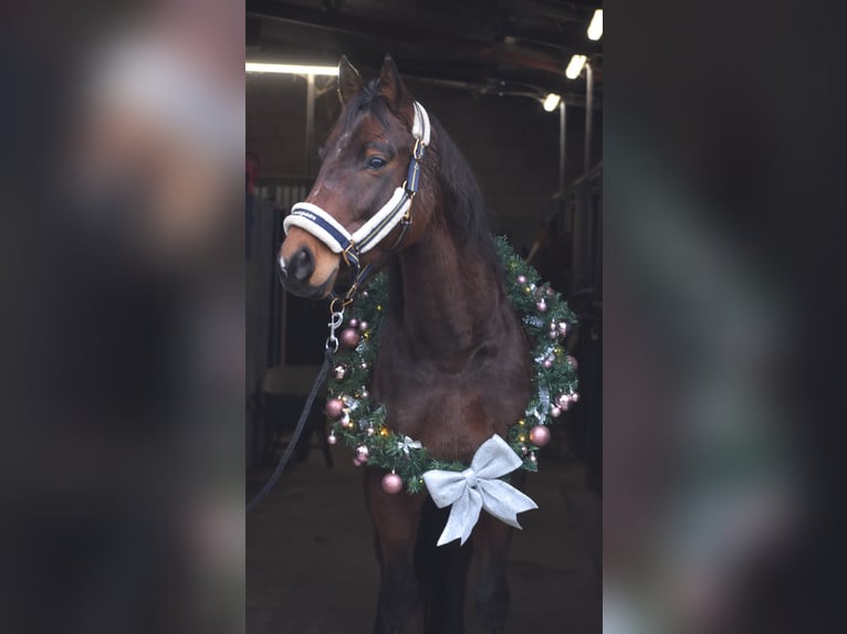 Anglo-Arab Gelding 7 years 15,2 hh Brown in Achtmaal