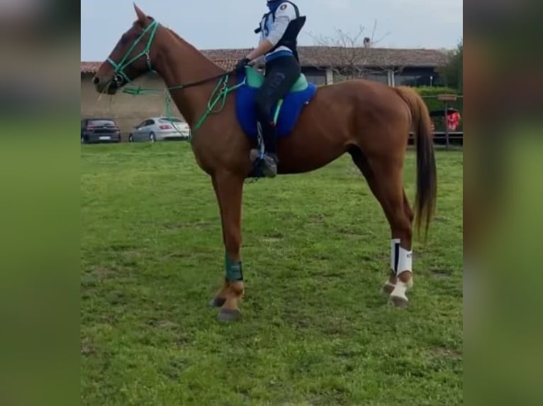 Anglo-Arab Gelding 7 years 15,3 hh Chestnut-Red in Sicily