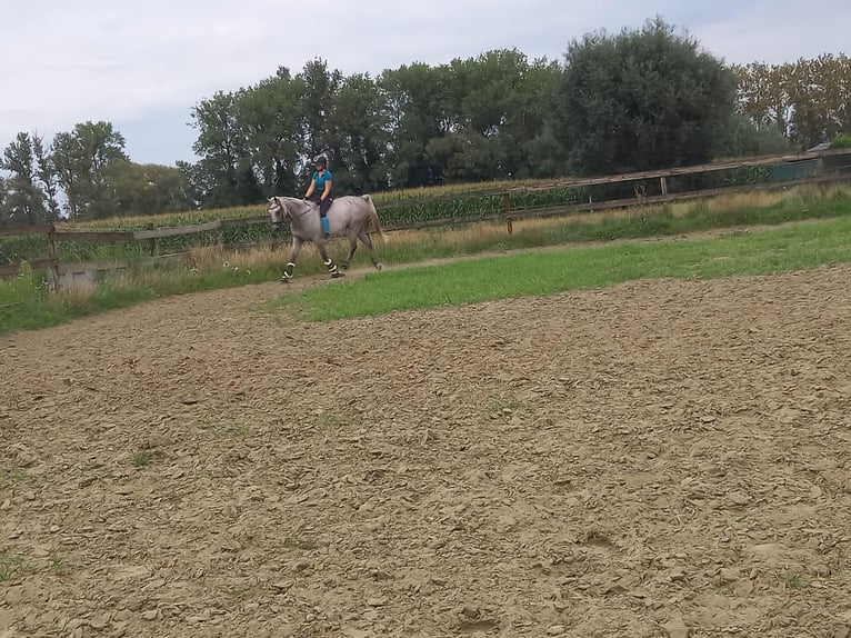 Anglo-Arab Gelding 7 years 15 hh Gray in Breendonk