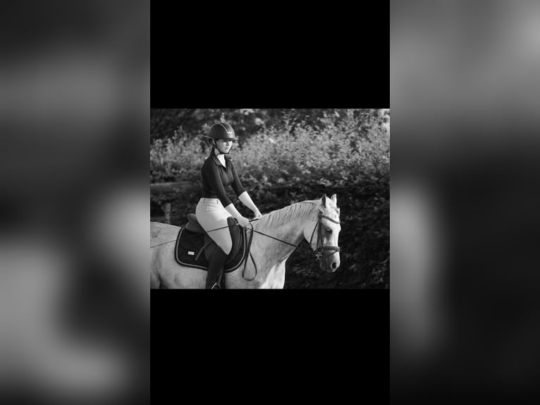 Anglo-Arab Gelding 7 years 15 hh Gray in Breendonk