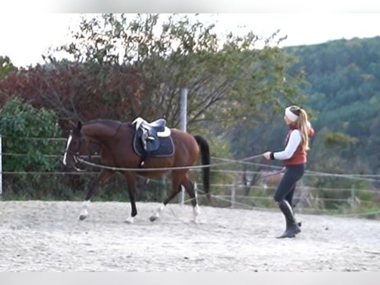 Anglo-Arab Gelding 7 years 15,1 hh Brown in Oberpullendorf
