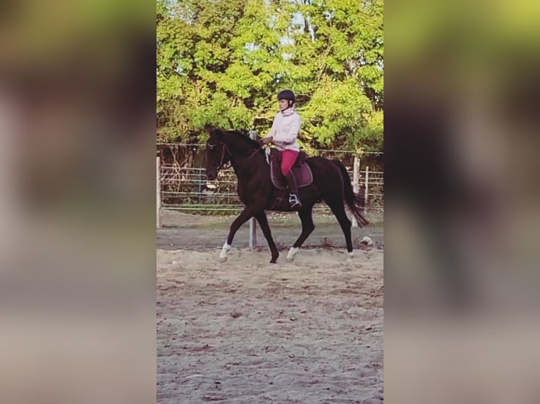 Anglo-Arab Gelding 7 years 15,1 hh Brown in Oberpullendorf