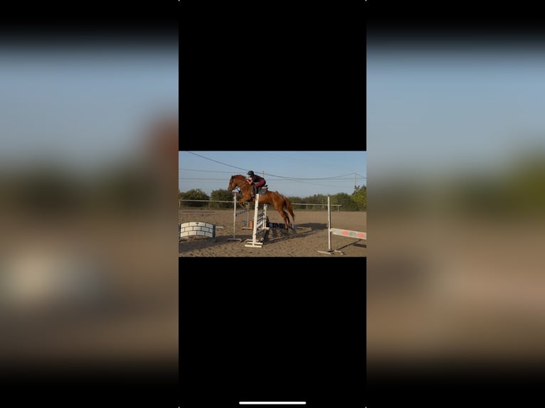 Anglo-Arab Gelding 7 years 15,2 hh Chestnut-Red in Aprilia