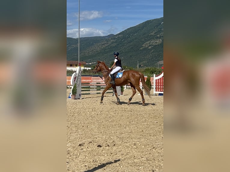 Anglo-Arab Gelding 7 years 15,2 hh Chestnut-Red in Aprilia