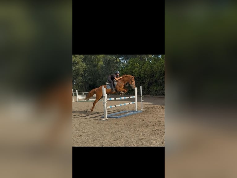 Anglo-Arab Gelding 7 years 15,2 hh Chestnut-Red in Aprilia