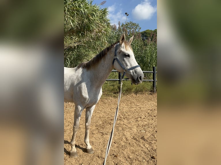 Anglo-Arab Gelding 7 years 15,2 hh Grey in Barcelona