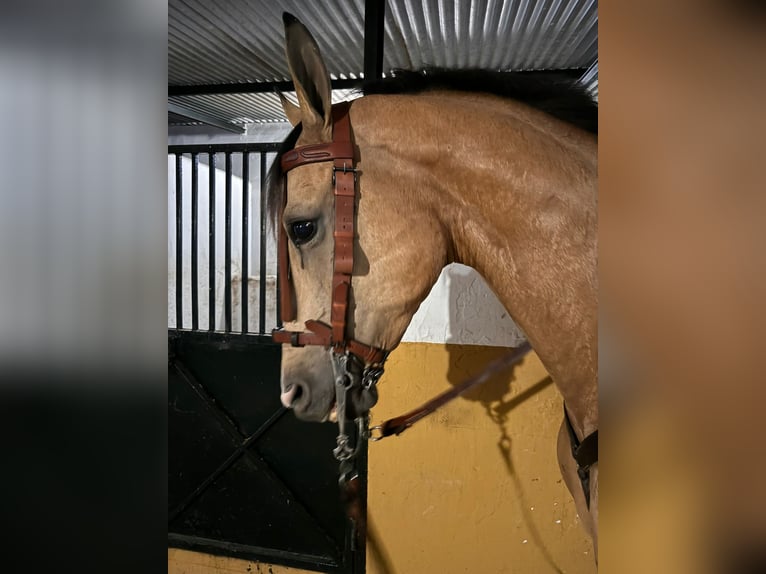 Anglo-Arab Gelding 7 years 16,1 hh Dun in Ubeda