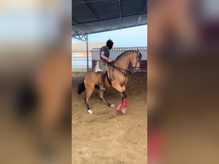 Anglo-Arab Gelding 7 years 16,1 hh Dun in Ubeda