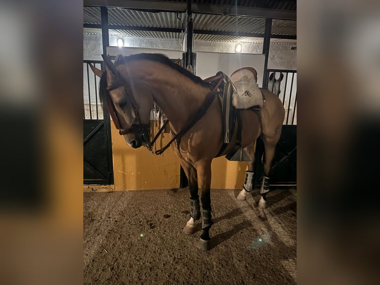 Anglo-Arab Gelding 7 years 16,1 hh Dun in Ubeda