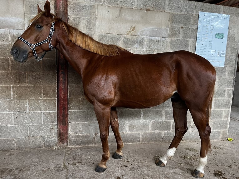 Anglo-Arab Gelding 7 years 16 hh Chestnut-Red in Castellon De La Plana/Castello De La Pla