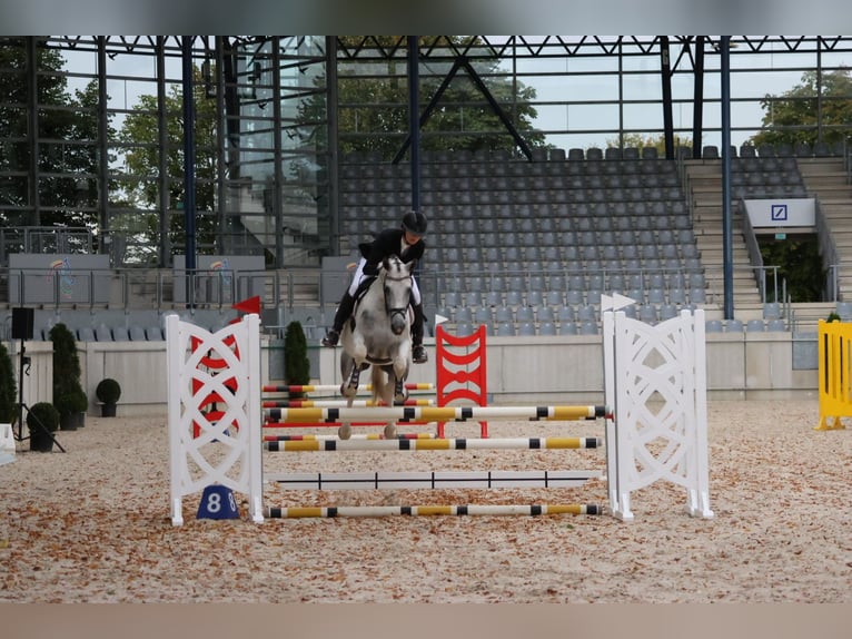 Anglo-Arab Gelding 7 years 16 hh Pinto in Bad Oldesloe