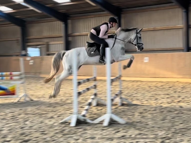 Anglo-Arab Gelding 7 years 16 hh Pinto in Bad Oldesloe