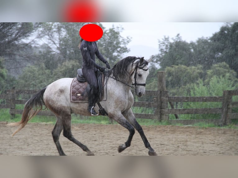 Anglo-Arab Gelding 7 years 16,1 hh Grey in Cassa De La Selva