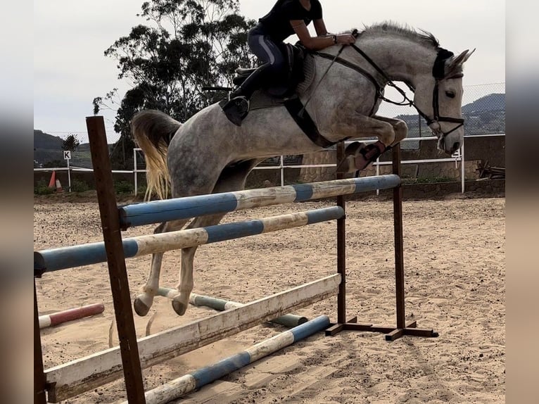 Anglo-Arab Gelding 7 years Gray in San Lorenzo