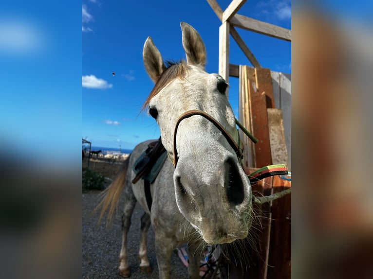 Anglo-Arab Gelding 7 years Gray in San Lorenzo