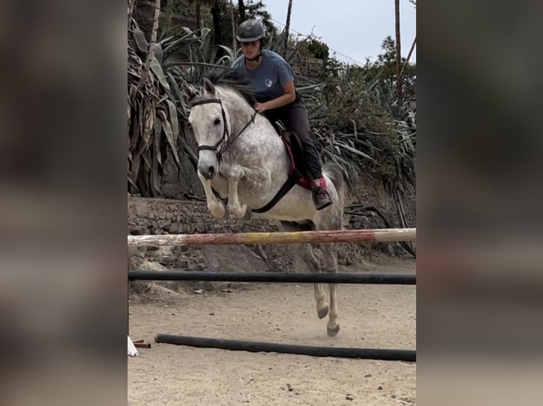 Anglo-Arab Gelding 7 years Gray in San Lorenzo