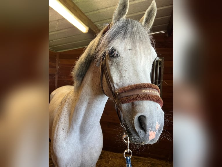 Anglo-Arab Gelding 8 years 14.2 hh Grey-Dapple in Oud Gastel