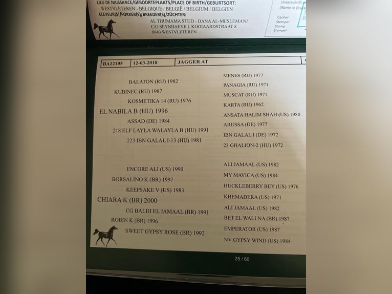 Anglo-Arab Gelding 8 years 14.2 hh Grey-Dapple in Oud Gastel