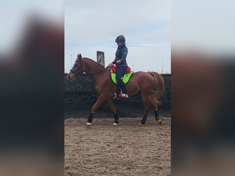 Anglo-Arab Mix Gelding 8 years 14,3 hh Chestnut-Red in Weissach