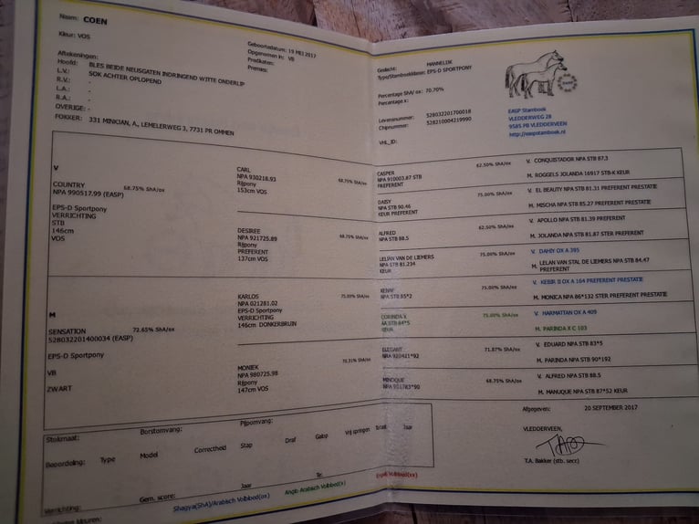 Anglo-Arab Gelding 8 years 14 hh Chestnut-Red in Son en Breugel