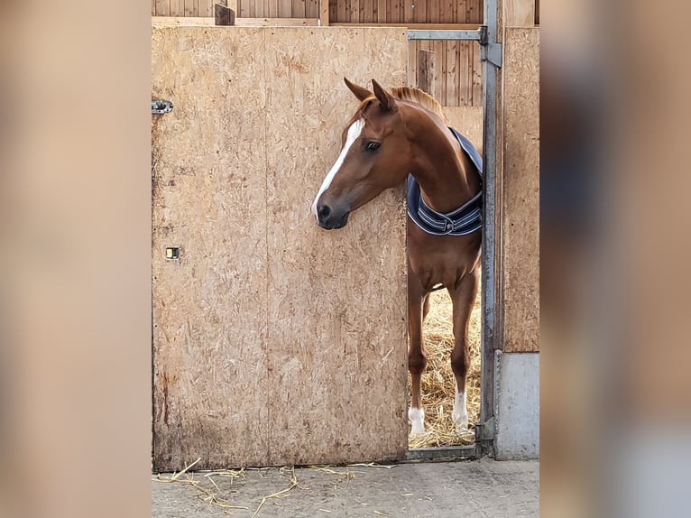 Anglo-Arab Mix Gelding 8 years 14,3 hh Chestnut-Red in Weissach