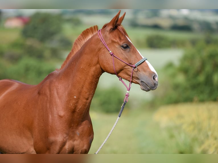 Anglo-Arab Mix Gelding 8 years 14,3 hh Chestnut-Red in Weissach